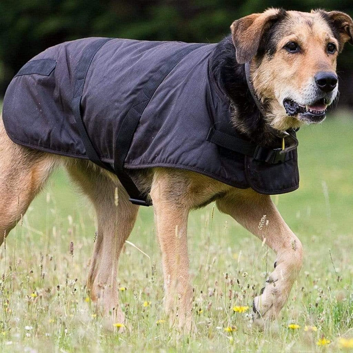Outback Oilskin Dog Coat